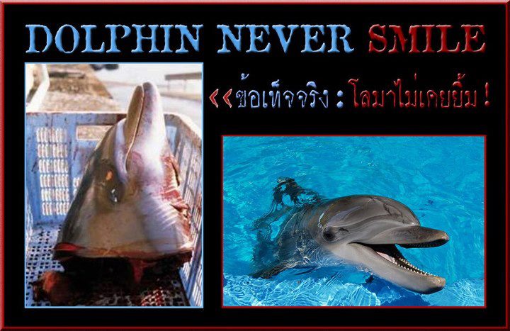 เผยภาพน้ำตาโลมา เรียกร้องคนร่วมอนุรักษ์ไว้