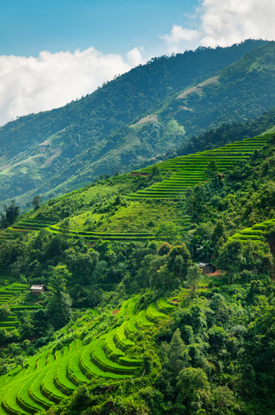 bali bali