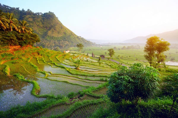 bali bali