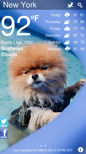 Weather Puppy Weather Puppy