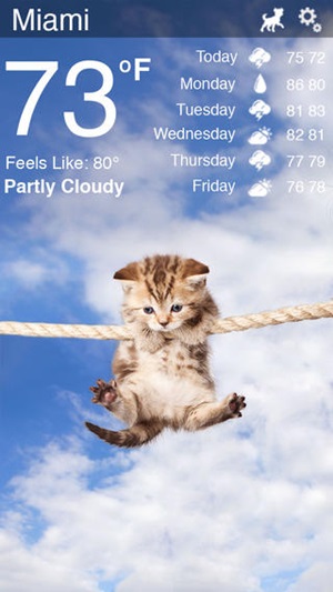 Weather Kitty Weather Kitty