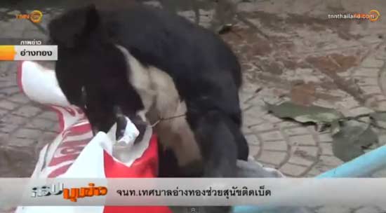 เจ้าสีนิล สุนัขถูกเบ็ดเกี่ยวปากและขา เจ้าสีนิล สุนัขถูกเบ็ดเกี่ยวปากและขา