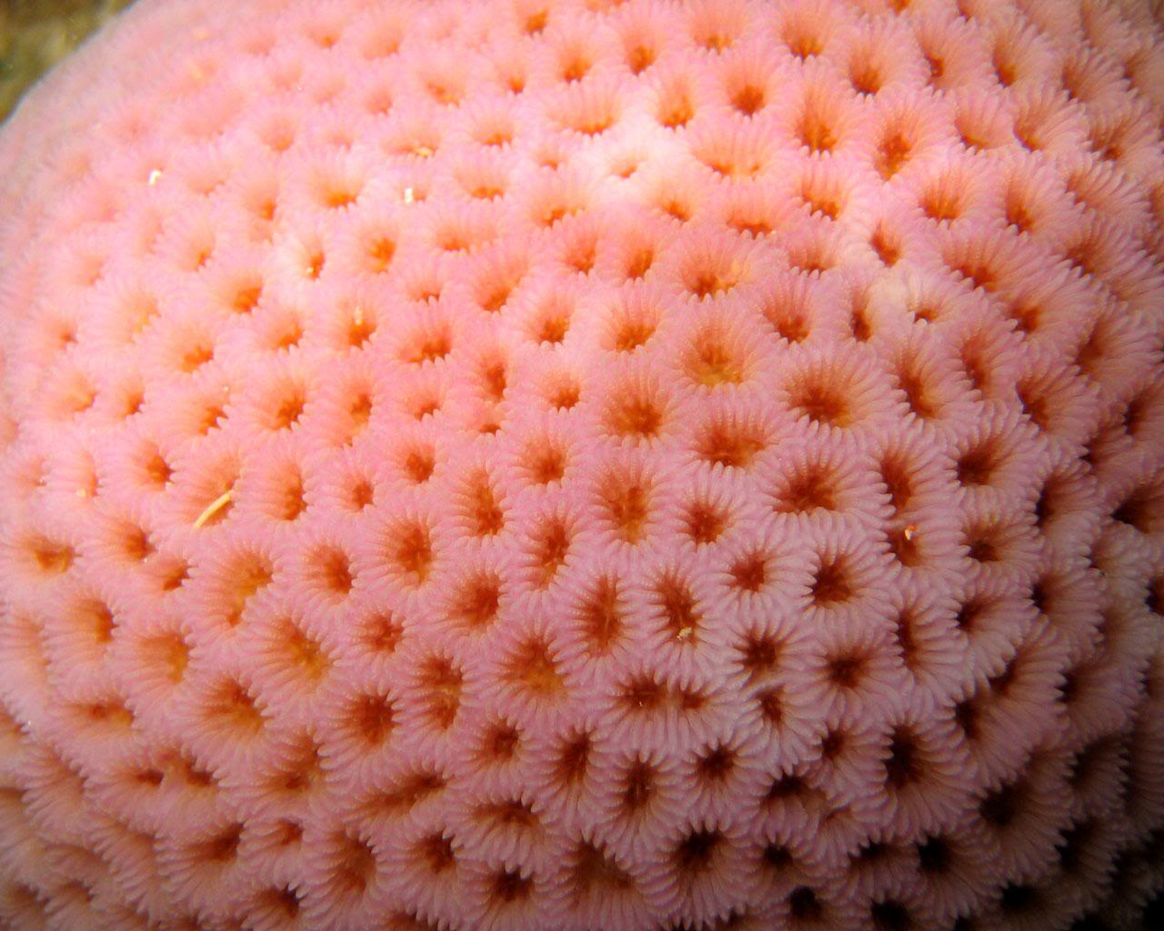 โรคกลัวรู หรือ ทริโปโฟเบีย (Trypophobia) โรคกลัวรู หรือ ทริโปโฟเบีย (Trypophobia)