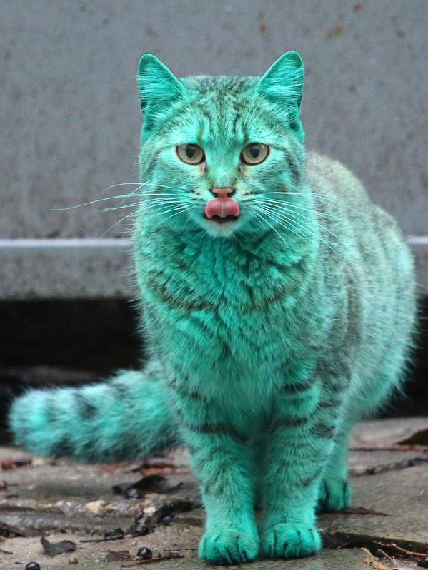 แมวสีเขียว บัลแกเรีย แมวสีเขียว บัลแกเรีย