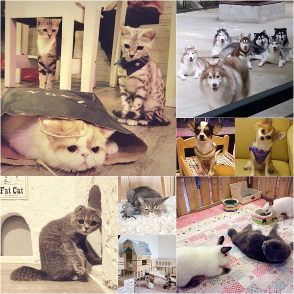 คาเฟ่สำหรับคนรักสัตว์ คาเฟ่สำหรับคนรักสัตว์