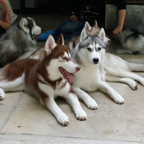 คาเฟ่สุนัข คาเฟ่สุนัข