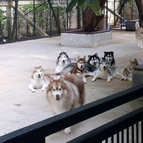 คาเฟ่สุนัข คาเฟ่สุนัข