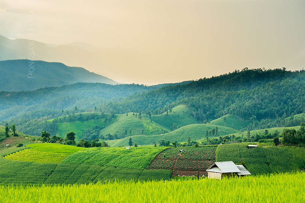 บ้านป่าบงเปียง จังหวัดเชียงใหม่ บ้านป่าบงเปียง จังหวัดเชียงใหม่
