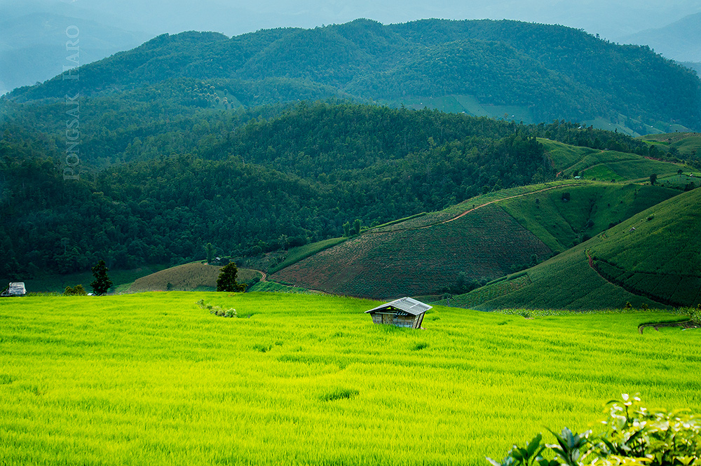 บ้านป่าบงเปียง จังหวัดเชียงใหม่ บ้านป่าบงเปียง จังหวัดเชียงใหม่