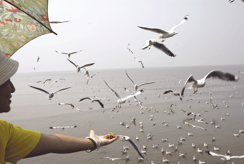 นกนางนวลบินอวดโฉม ก่อนไร้ป่าชายเลนบางปู นกนางนวลบินอวดโฉม ก่อนไร้ป่าชายเลนบางปู