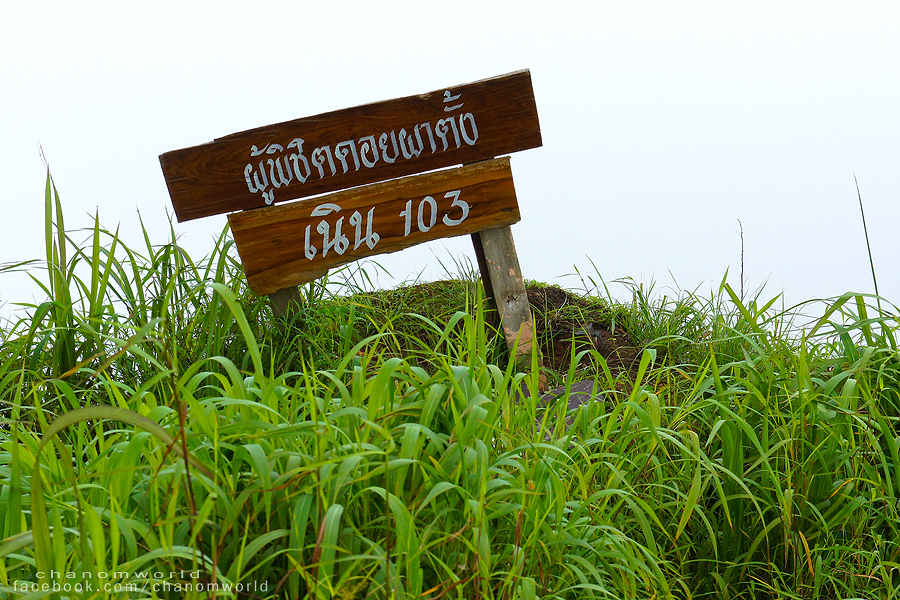 ออกไปตามหาสายหมอก ณ เขาค้อ ภูชี้ฟ้า ดอยผาตั้ง ภูลังกา ออกไปตามหาสายหมอก ณ เขาค้อ ภูชี้ฟ้า ดอยผาตั้ง ภูลังกา