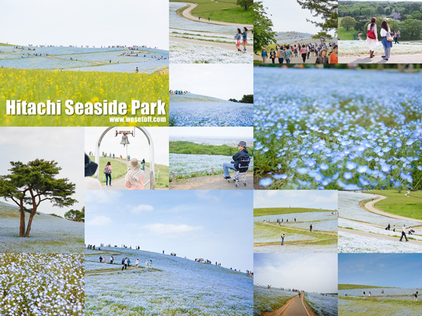 Hitachi Seaside Park Hitachi Seaside Park