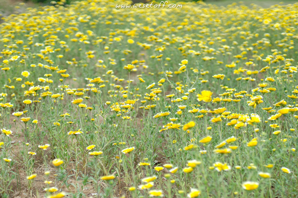 Hitachi Seaside Park Hitachi Seaside Park