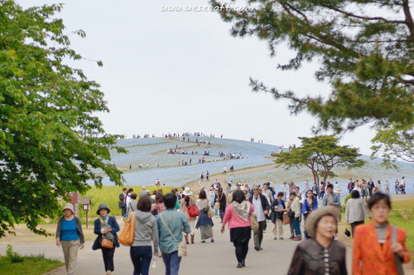 Hitachi Seaside Park Hitachi Seaside Park