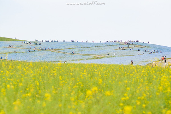 Hitachi Seaside Park Hitachi Seaside Park