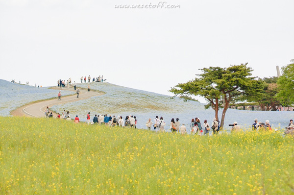Hitachi Seaside Park Hitachi Seaside Park