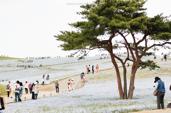 Hitachi Seaside Park Hitachi Seaside Park