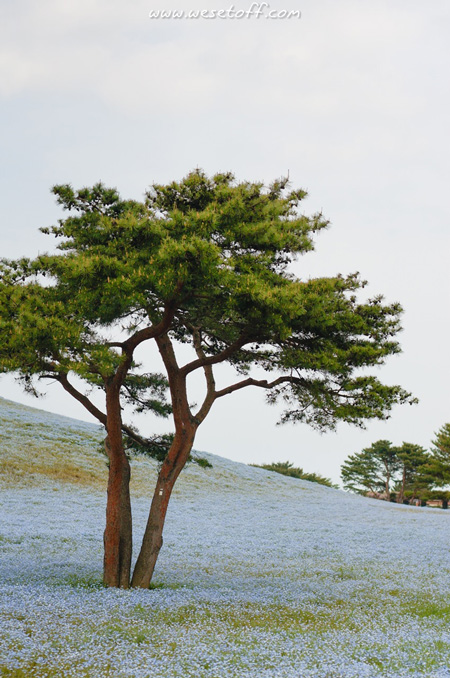 Hitachi Seaside Park Hitachi Seaside Park