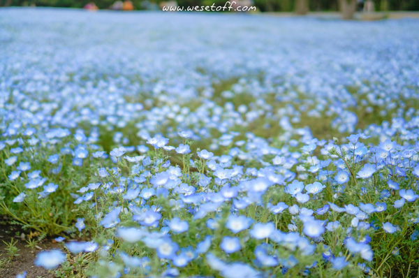 Hitachi Seaside Park Hitachi Seaside Park
