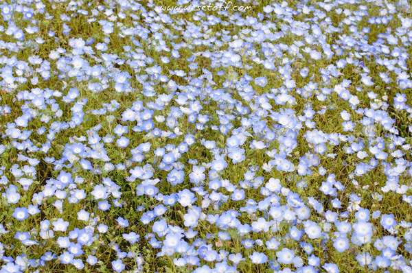 Hitachi Seaside Park Hitachi Seaside Park