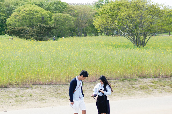 Hitachi Seaside Park Hitachi Seaside Park
