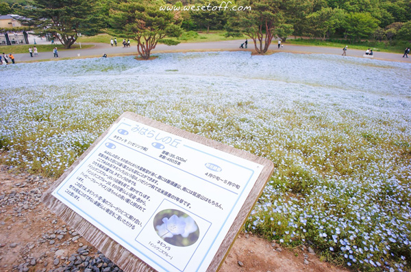 Hitachi Seaside Park Hitachi Seaside Park