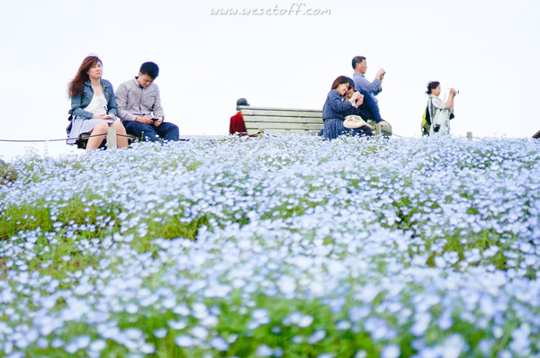 Hitachi Seaside Park Hitachi Seaside Park