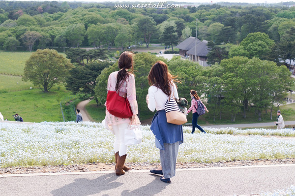 Hitachi Seaside Park Hitachi Seaside Park