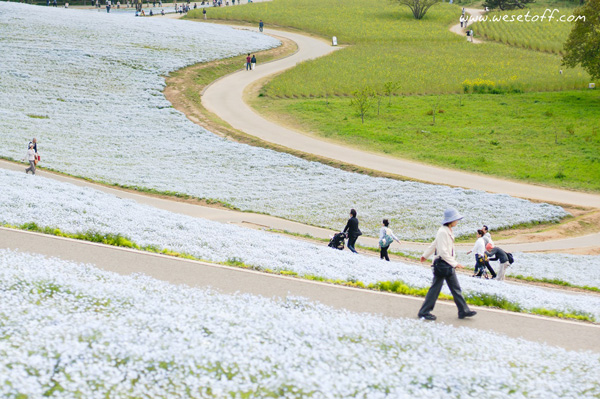 Hitachi Seaside Park Hitachi Seaside Park