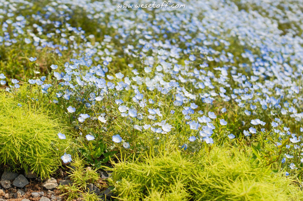 Hitachi Seaside Park Hitachi Seaside Park