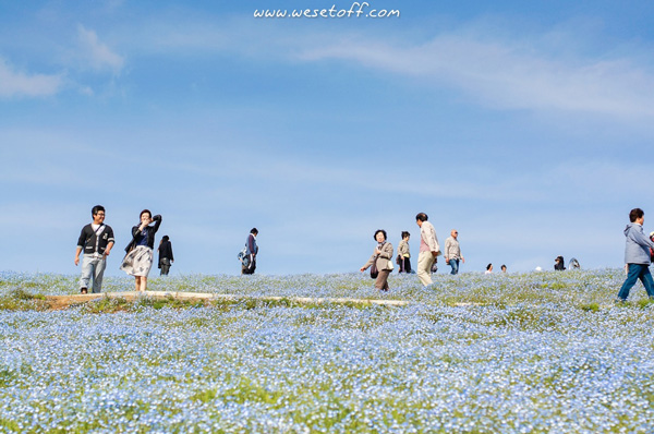 Hitachi Seaside Park Hitachi Seaside Park