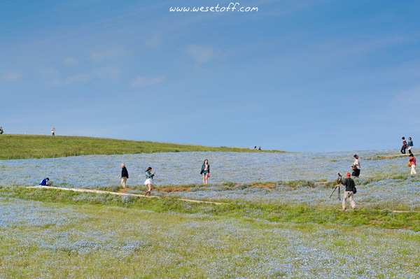 Hitachi Seaside Park Hitachi Seaside Park
