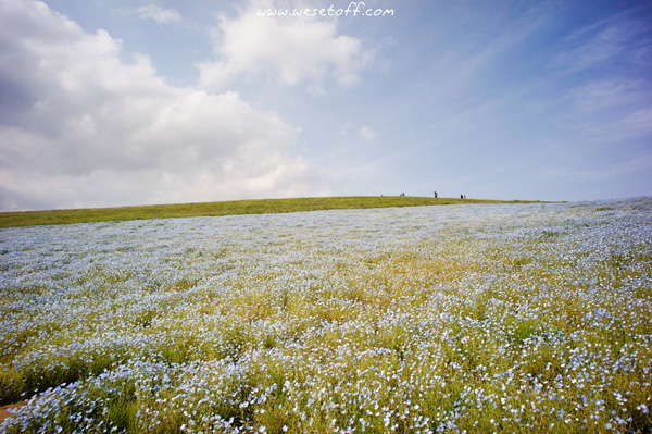 Hitachi Seaside Park Hitachi Seaside Park