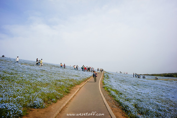 Hitachi Seaside Park Hitachi Seaside Park