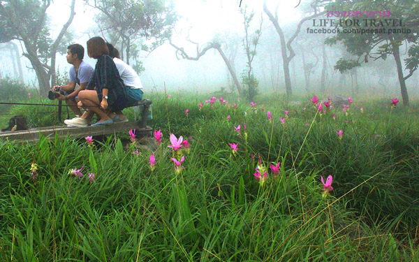 ทุ่งดอกกระเจียว จ.ชัยภูมิ ทุ่งดอกกระเจียว จ.ชัยภูมิ