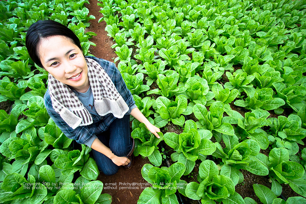 ขึ้นดอยเที่ยวเชิงเกษตร ณ โครงการหลวงแม่โถ ขึ้นดอยเที่ยวเชิงเกษตร ณ โครงการหลวงแม่โถ