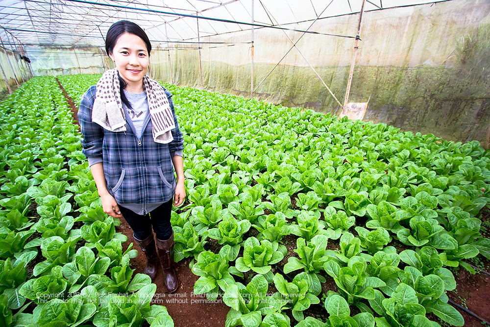 ขึ้นดอยเที่ยวเชิงเกษตร ณ โครงการหลวงแม่โถ ขึ้นดอยเที่ยวเชิงเกษตร ณ โครงการหลวงแม่โถ