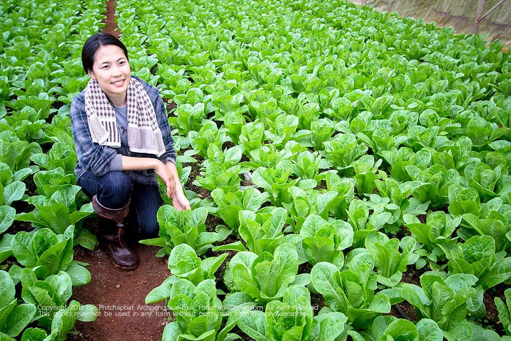 ขึ้นดอยเที่ยวเชิงเกษตร ณ โครงการหลวงแม่โถ ขึ้นดอยเที่ยวเชิงเกษตร ณ โครงการหลวงแม่โถ