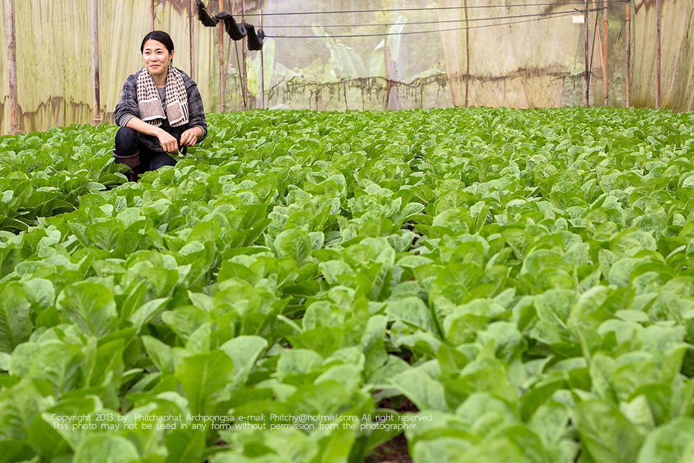 ขึ้นดอยเที่ยวเชิงเกษตร ณ โครงการหลวงแม่โถ ขึ้นดอยเที่ยวเชิงเกษตร ณ โครงการหลวงแม่โถ