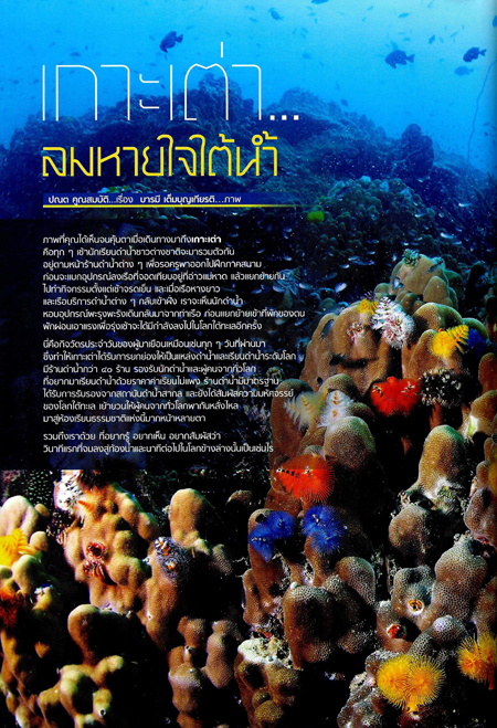 เกาะเต่า เกาะเต่า
