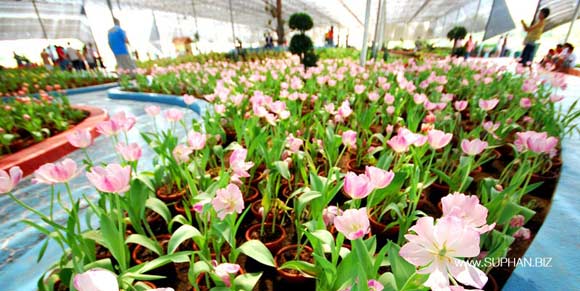 มหัศจรรย์ทิวลิปบานสุพรรณบุรี มหัศจรรย์ทิวลิปบานสุพรรณบุรี