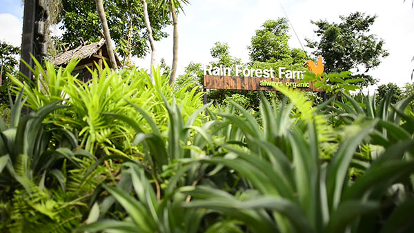 เรนฟอเรสท์ ฟาร์ม (Rain Forest Farm) จ.พิษณุโลก เรนฟอเรสท์ ฟาร์ม (Rain Forest Farm) จ.พิษณุโลก