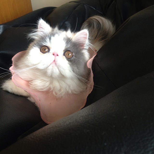 ชมความน่ารักของ มิ้นต์ ชาลิดา กับ เอเลน่า แมวน้อยสุดเลิฟ ชมความน่ารักของ มิ้นต์ ชาลิดา กับ เอเลน่า แมวน้อยสุดเลิฟ