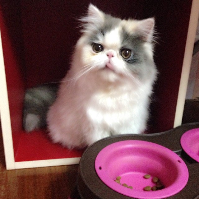 ชมความน่ารักของ มิ้นต์ ชาลิดา กับ เอเลน่า แมวน้อยสุดเลิฟ ชมความน่ารักของ มิ้นต์ ชาลิดา กับ เอเลน่า แมวน้อยสุดเลิฟ