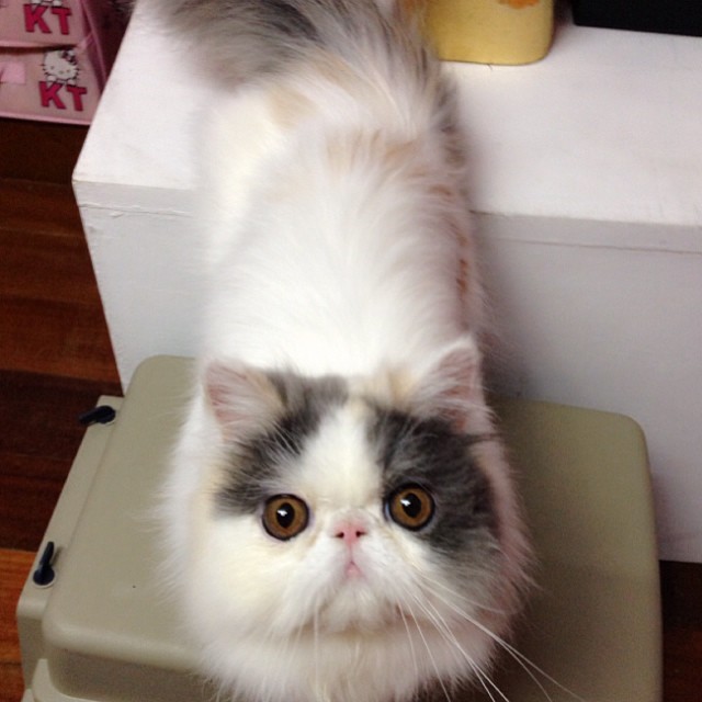 ชมความน่ารักของ มิ้นต์ ชาลิดา กับ เอเลน่า แมวน้อยสุดเลิฟ ชมความน่ารักของ มิ้นต์ ชาลิดา กับ เอเลน่า แมวน้อยสุดเลิฟ