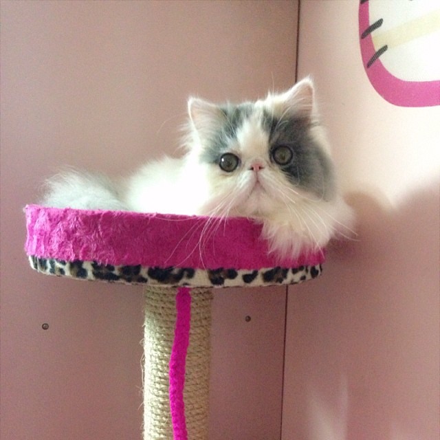 ชมความน่ารักของ มิ้นต์ ชาลิดา กับ เอเลน่า แมวน้อยสุดเลิฟ ชมความน่ารักของ มิ้นต์ ชาลิดา กับ เอเลน่า แมวน้อยสุดเลิฟ