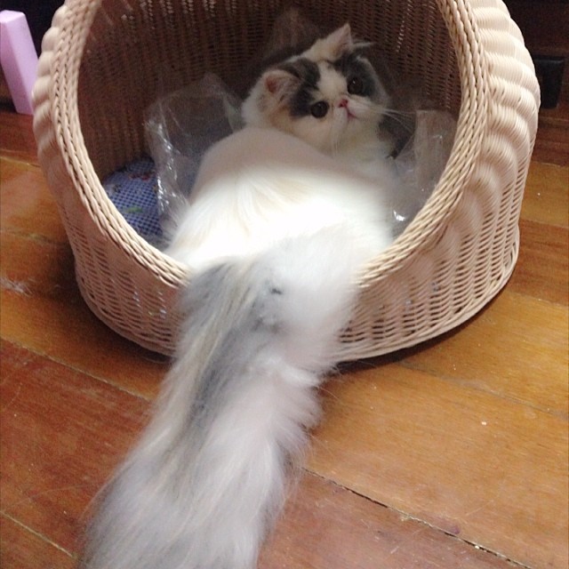 ชมความน่ารักของ มิ้นต์ ชาลิดา กับ เอเลน่า แมวน้อยสุดเลิฟ ชมความน่ารักของ มิ้นต์ ชาลิดา กับ เอเลน่า แมวน้อยสุดเลิฟ