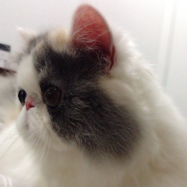 ชมความน่ารักของ มิ้นต์ ชาลิดา กับ เอเลน่า แมวน้อยสุดเลิฟ ชมความน่ารักของ มิ้นต์ ชาลิดา กับ เอเลน่า แมวน้อยสุดเลิฟ