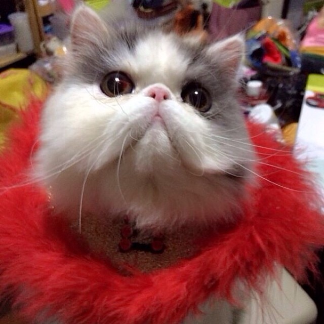 ชมความน่ารักของ มิ้นต์ ชาลิดา กับ เอเลน่า แมวน้อยสุดเลิฟ ชมความน่ารักของ มิ้นต์ ชาลิดา กับ เอเลน่า แมวน้อยสุดเลิฟ