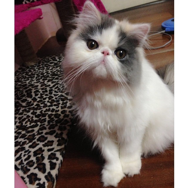 ชมความน่ารักของ มิ้นต์ ชาลิดา กับ เอเลน่า แมวน้อยสุดเลิฟ ชมความน่ารักของ มิ้นต์ ชาลิดา กับ เอเลน่า แมวน้อยสุดเลิฟ